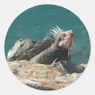 Sticker Rond Iguane à St-Thomas