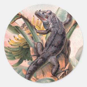 Sticker Rond Iguane noir tropical, animal reptile sauvage vinta
