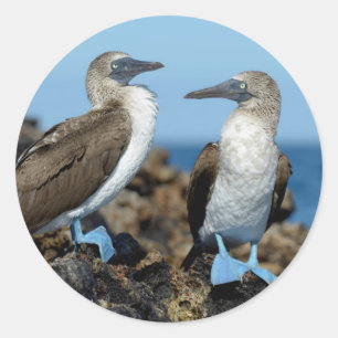 Sticker Rond Îles Galapagos, île Isabela