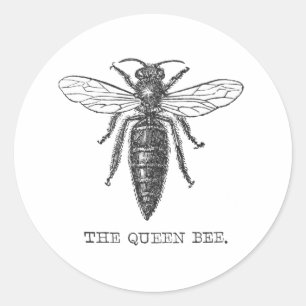 Sticker Rond Illustration Antique d'Insecte de Bourdon Reine Ab