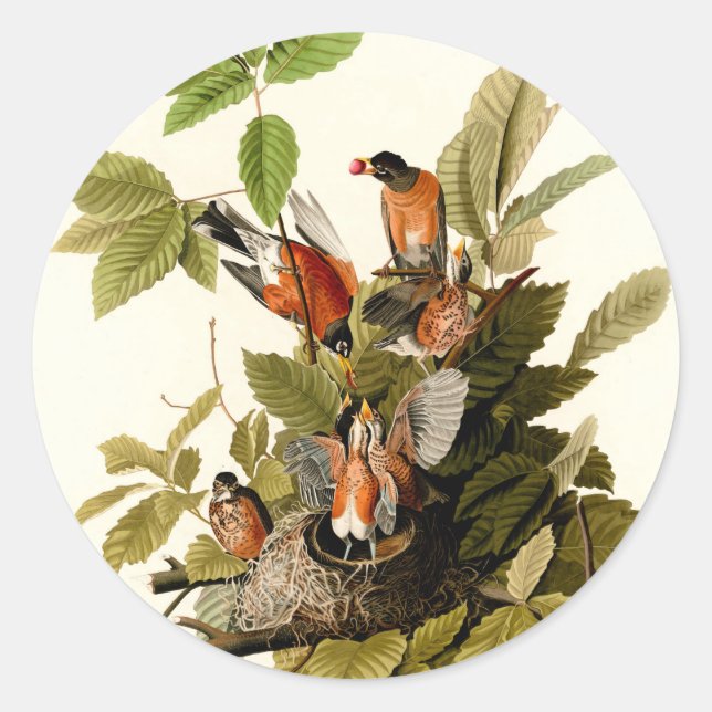 Sticker Rond Illustration Audubon American Robin Wildlife Bird (Devant)