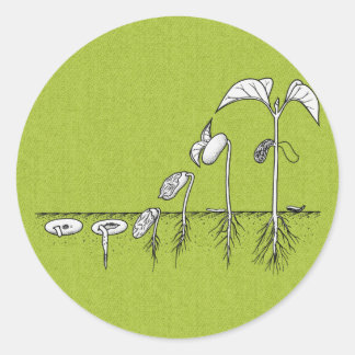 Sticker Rond Illustration de germination plante