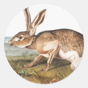 Sticker Rond Illustration de lapin Lièvre texan (Lepus Texianus