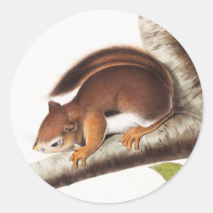Sticker Rond Illustration de l'écureuil colombien de Richardson
