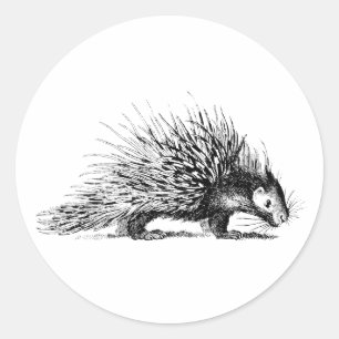 Sticker Rond Illustration de Porcupine vintage - Porcupines des