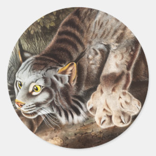 Sticker Rond Illustration du Lynx du Canada (Lynx Canadensis)