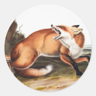 Sticker Rond Illustration du Renard rouge américain (Vulpes Ful