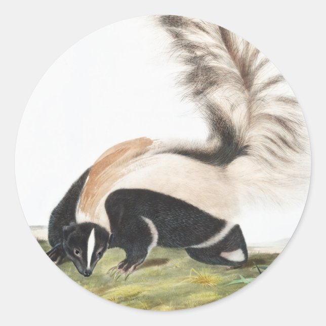 Sticker Rond Illustration LargeTail Skunk Mephitis macroura (Devant)