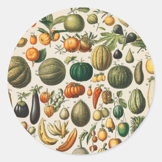 Sticker Rond Illustration scientifique végétale des fruits (Devant)
