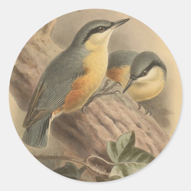 Sticker Rond Illustration vintage de Nuthatch (Devant)