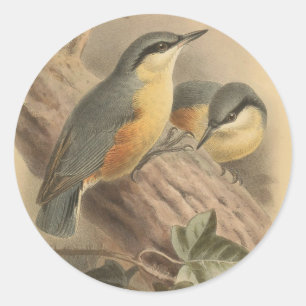 Sticker Rond Illustration vintage de Nuthatch