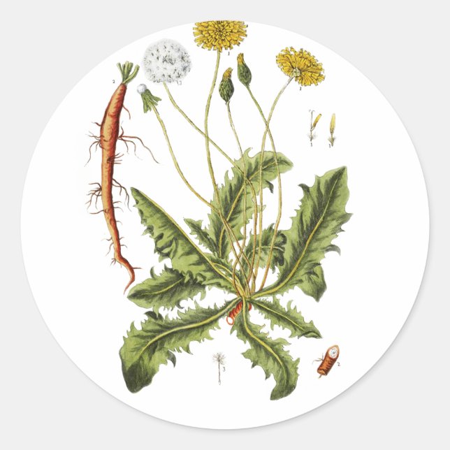 Sticker Rond Illustration vintage du Dandelion (Devant)