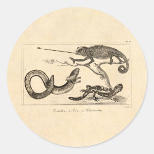 Sticker Rond Illustration vintage Lizard Chameleon Salamander