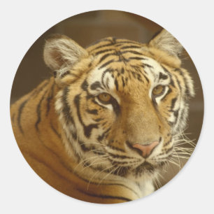Sticker Rond Image de tigre