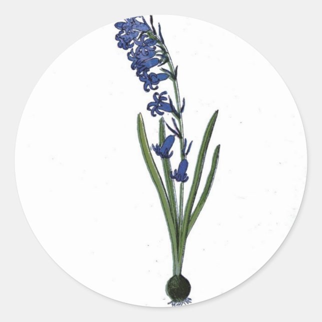 Sticker Rond Impression botanique vintage Hyacinth (Devant)
