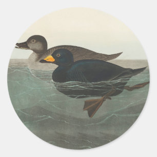 Sticker Rond Impression de Macreuse noire d'Audubon : Canard cô
