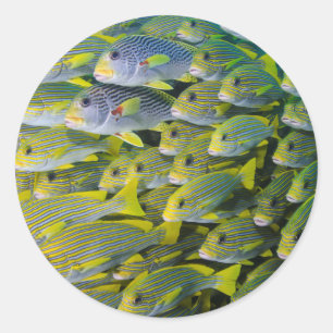 Sticker Rond Indonésie. Poisson scolaire