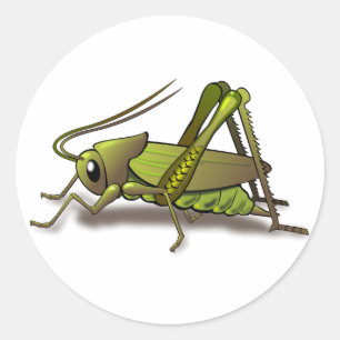 Sticker Rond Insecte verte au cricket
