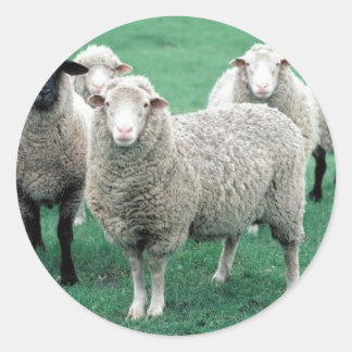 Sticker Rond Iowa Sheep