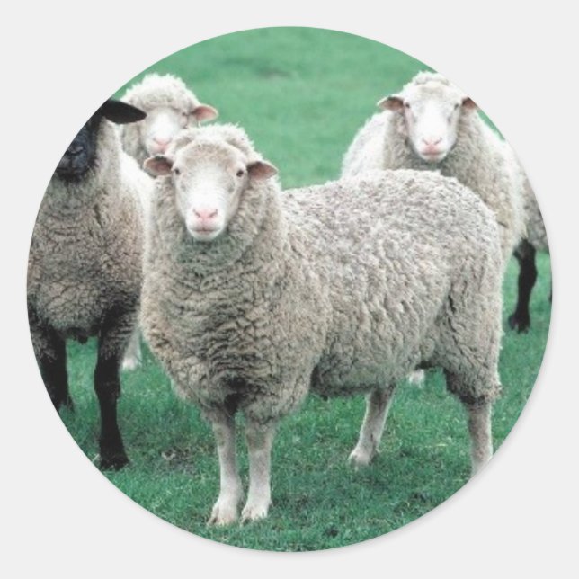 Sticker Rond Iowa Sheep (Devant)