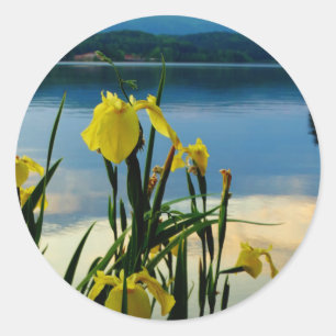 Sticker Rond Iris jaune à Lake Shore