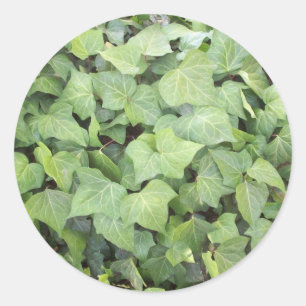 Sticker Rond Ivy