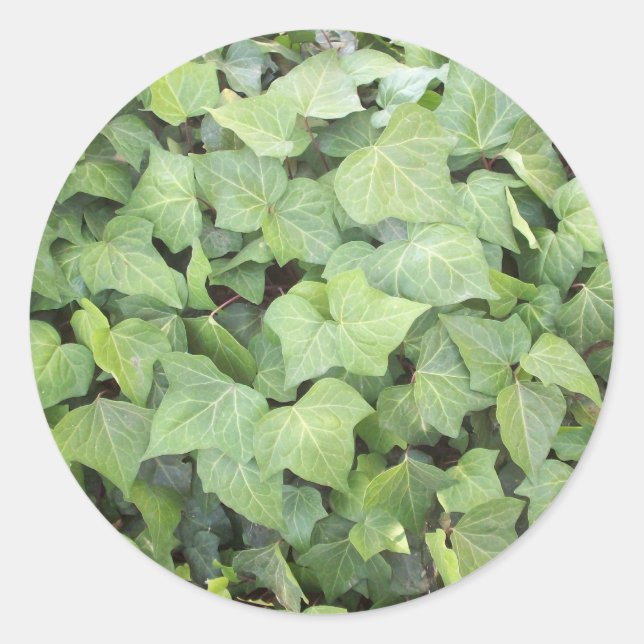 Sticker Rond Ivy (Devant)