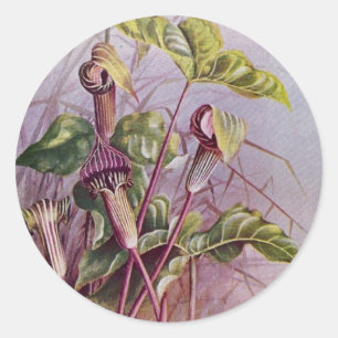 Sticker rond Jack-in-the-Pulpit Botanical Flower