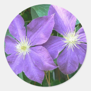Sticker Rond Jackmanii Clematis