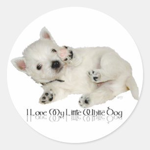 Sticker Rond J'adore mon petit chien blanc - chiot Westie