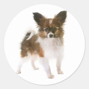 Sticker Rond J'adore Papillon Chien de Chien de Chien de Chien 