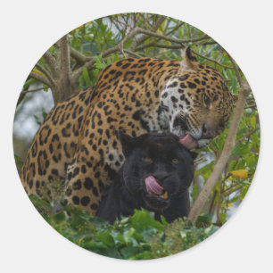 Sticker Rond Jaguars en amour
