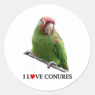 Sticker Rond J'aime des conures aussi