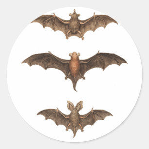 Sticker Rond J'aime les chauves-souris