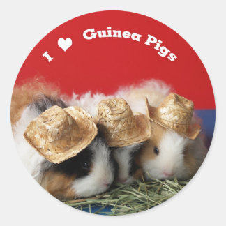 Sticker Rond J'aime les cochons de Guinée