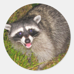 Sticker Rond J'Aime Les Raccoons !
