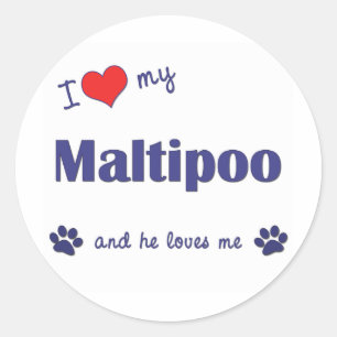 Sticker Rond J'Aime Mon Maltipoo (Chien Homme)