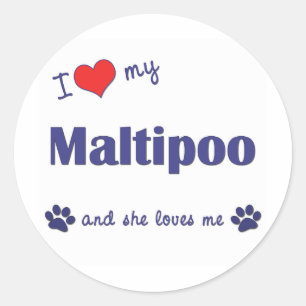 Sticker Rond J'aime mon Maltipoo (le chien femelle)