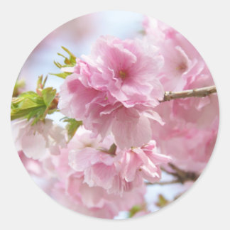 Sticker Rond Japanese cherry blossoms