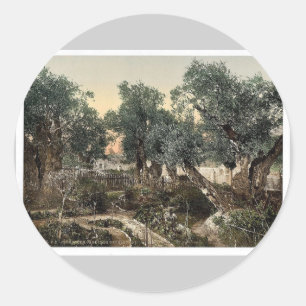 Sticker Rond Jardin de Gethsémani, Jérusalem, Terre Sainte clas