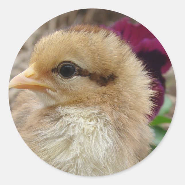 Sticker Rond Jardin de Pansy (Devant)