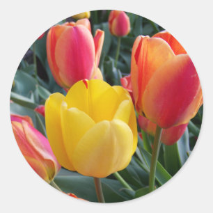 Sticker Rond Jardin de tulipes rouges et jaunes Photo