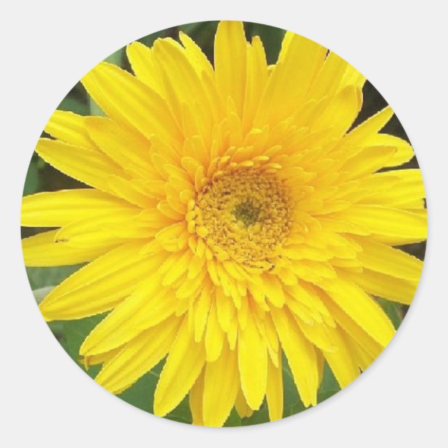 Sticker Rond Jaune (Devant)