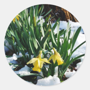 Sticker Rond Jaune Daffodils fleurs dans la neige