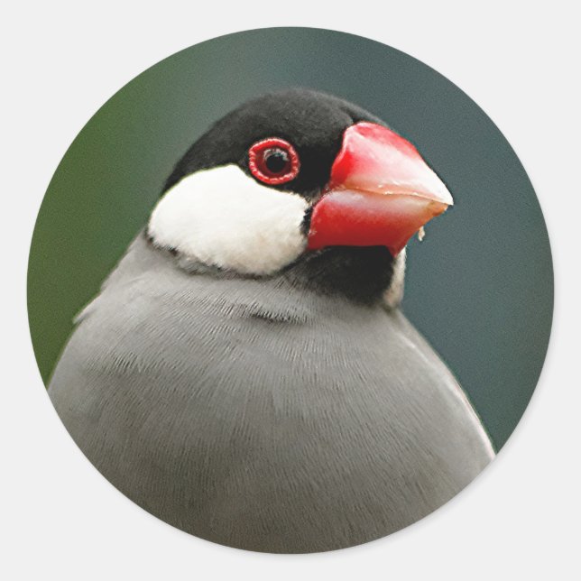 Sticker Rond Java Finch (Devant)