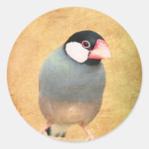Java Sparrow