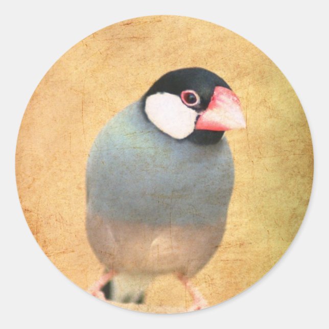 Sticker Rond Java Sparrow (Devant)