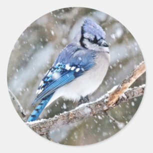 Sticker Rond Jay bleu dans une tempête de neige
