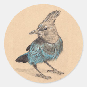 Sticker Rond Jay de Stellar