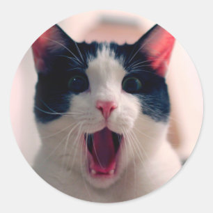 Sticker Rond Jeune chat surpris fou faire de grands yeux